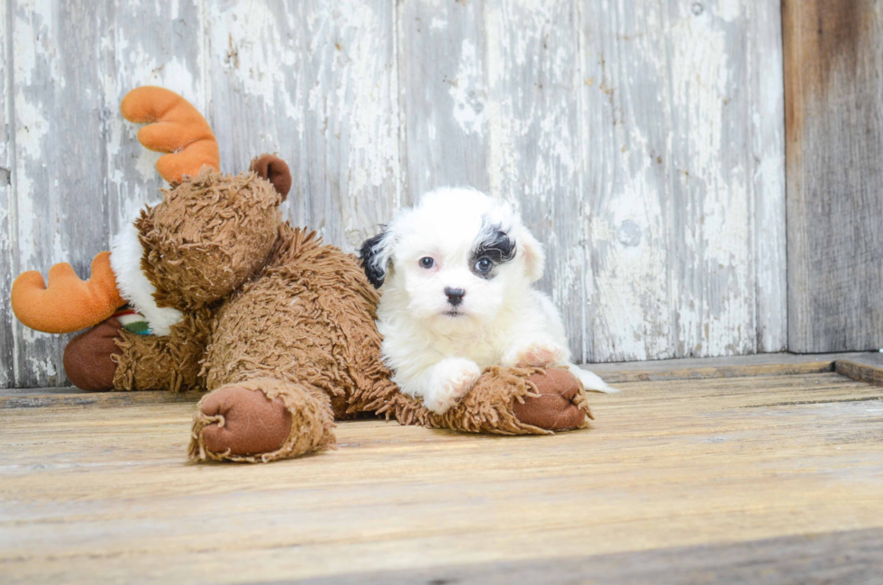 Teddy Bear Puppy for Adoption