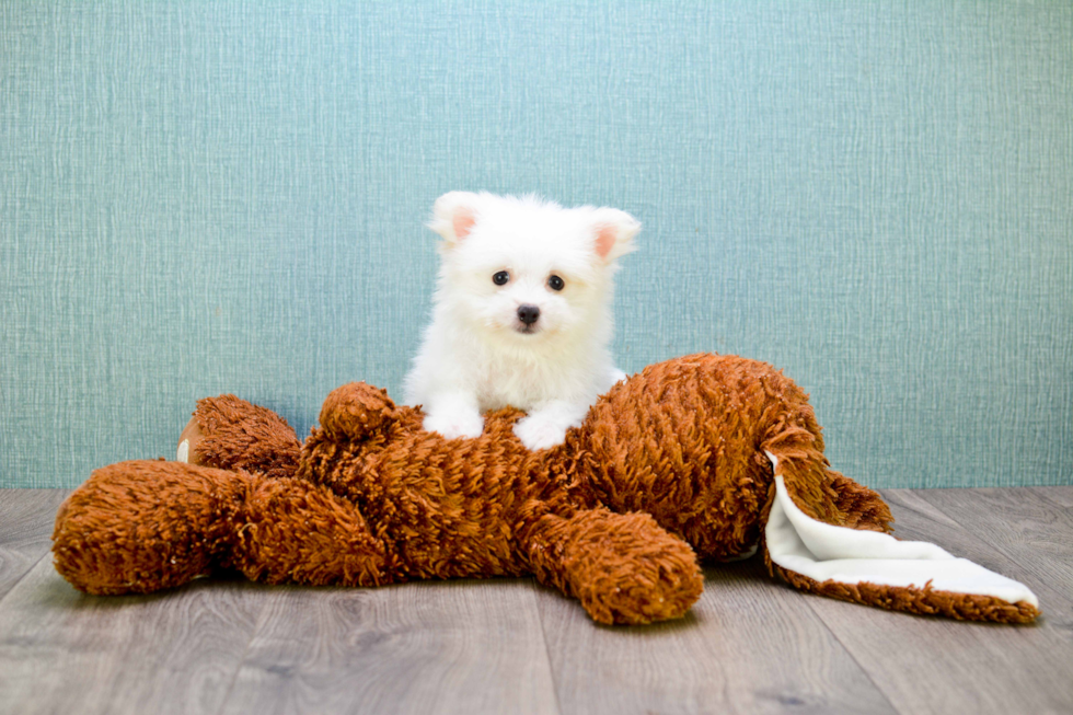 Adorable Maltipom Designer Puppy