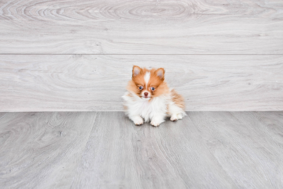 Happy Pomeranian Purebred Puppy