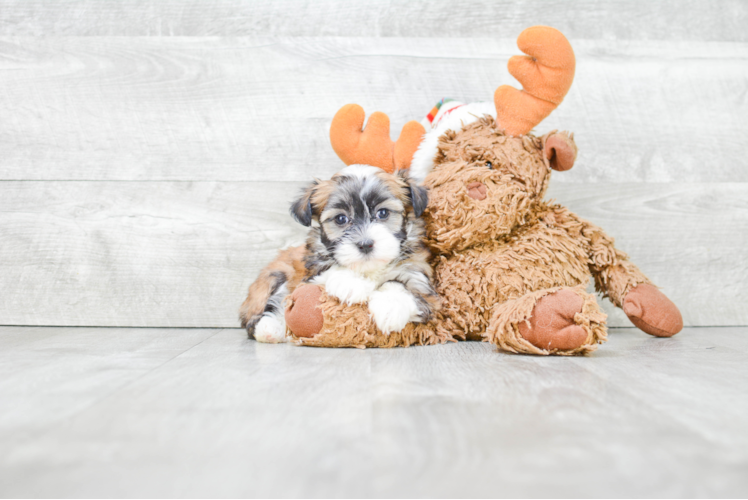 Sweet Havanese Purebred Puppy