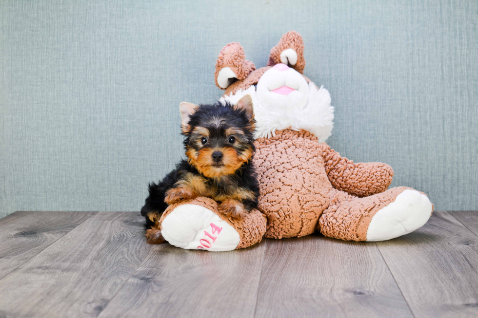 Meet Izzie - our Yorkshire Terrier Puppy Photo 