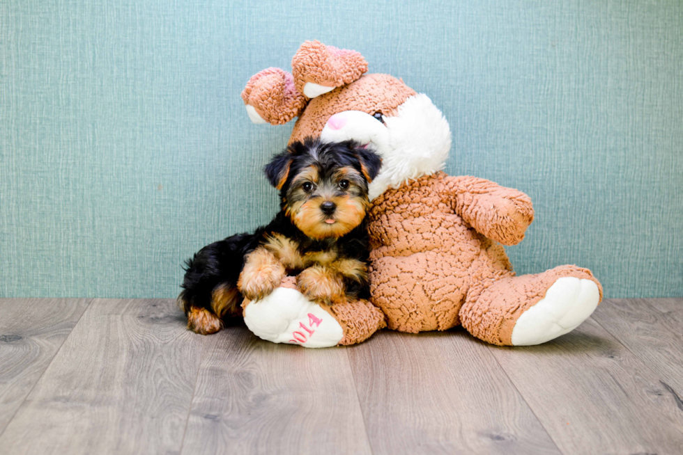 Meet Lisa - our Yorkshire Terrier Puppy Photo 