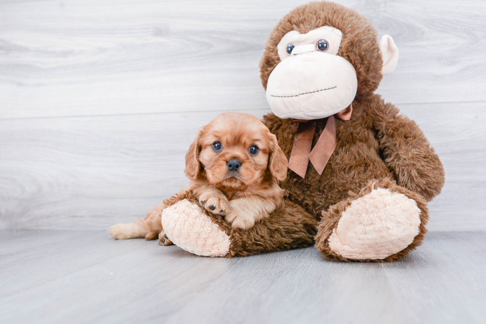 Cavalier King Charles Spaniel Puppy for Adoption