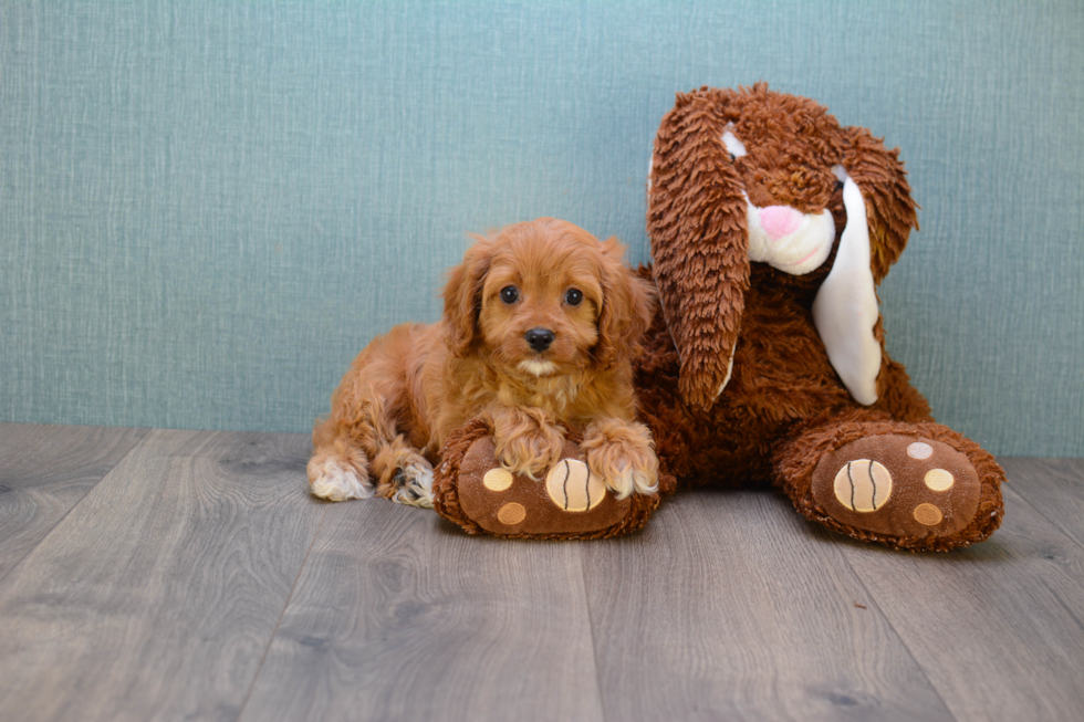 Cavapoo Puppy for Adoption