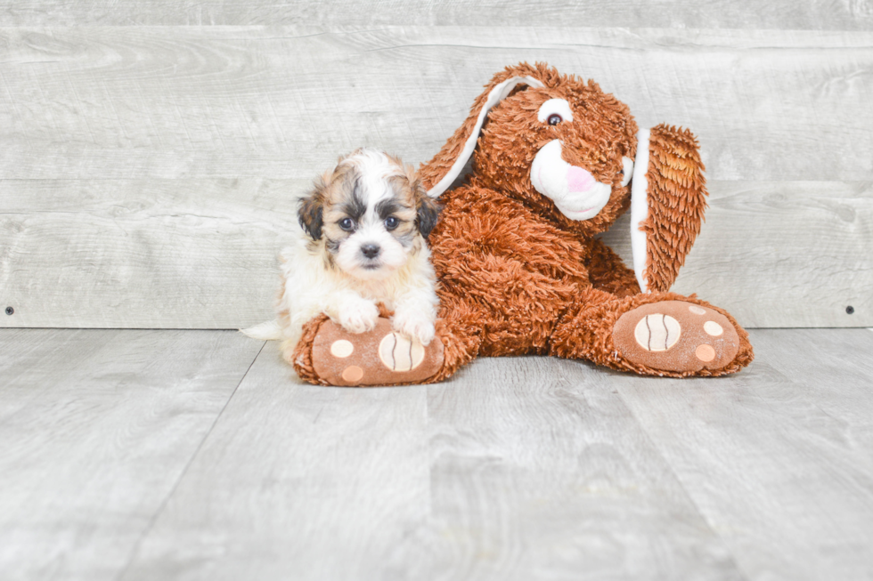 Teddy Bear Pup Being Cute