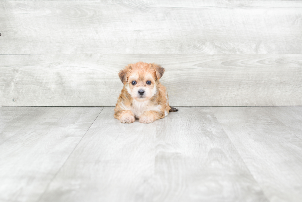 Morkie Pup Being Cute