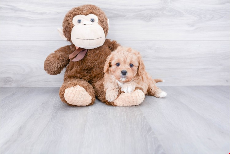 Best Cavapoo Baby