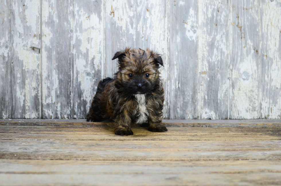 Yorkie Pom Pup Being Cute