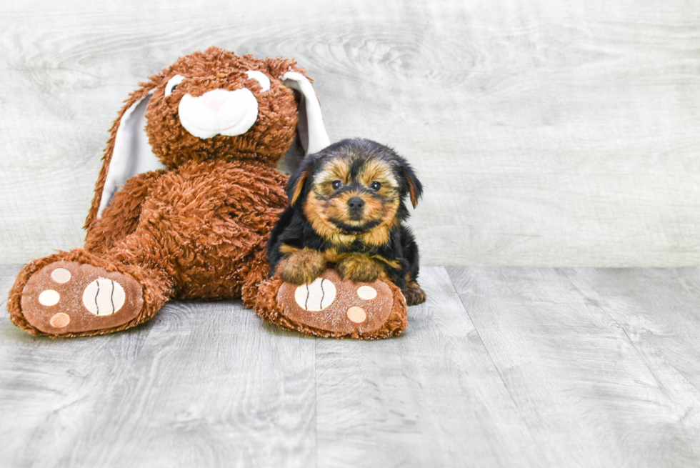 Meet Izzie - our Yorkshire Terrier Puppy Photo 