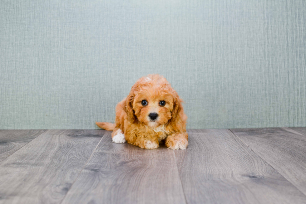 Cavapoo Pup Being Cute