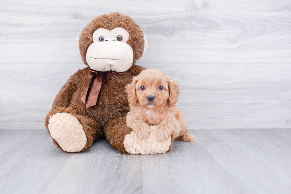 Cavapoo Puppy for Adoption