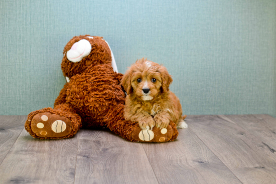 Adorable Cavoodle Poodle Mix Puppy