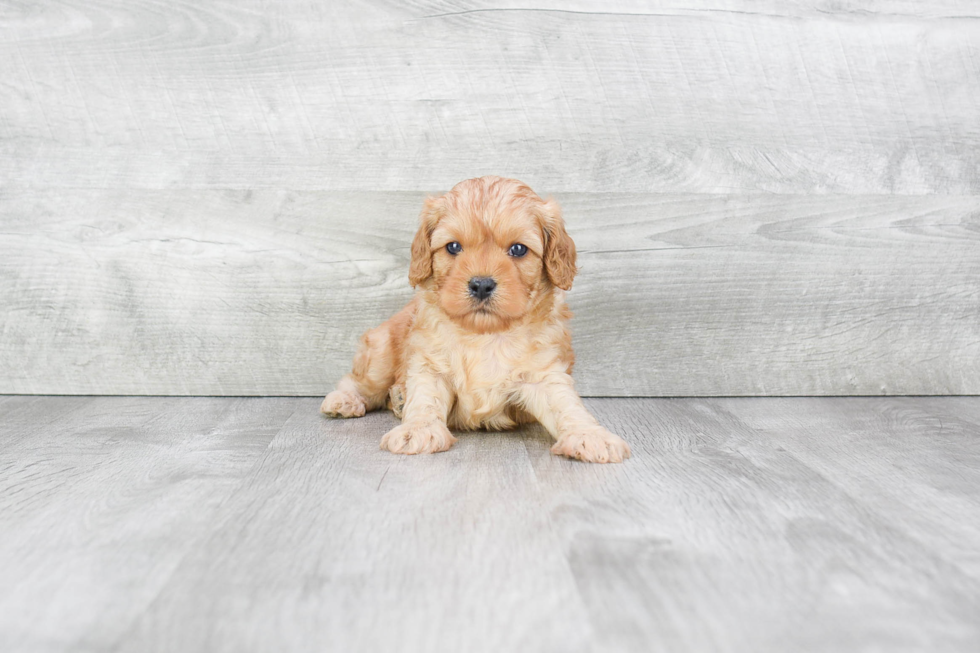 Smart Cavapoo Poodle Mix Pup