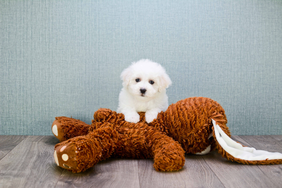 Maltipoo Pup Being Cute