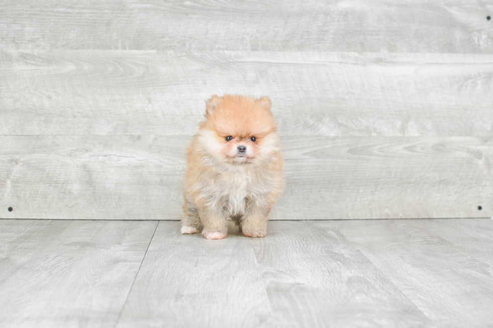 Akc Registered Pomeranian Purebred Pup