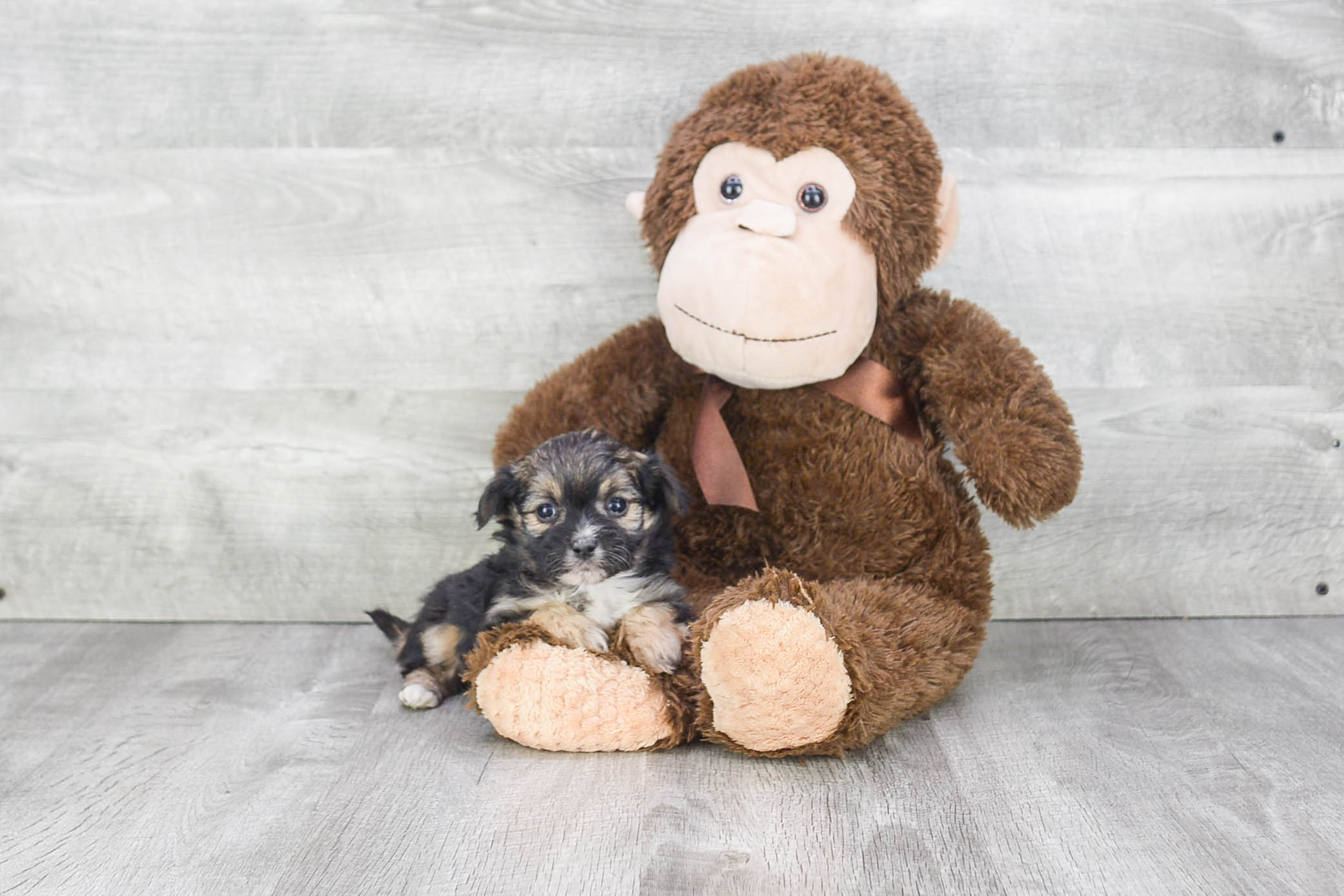 Morkie Puppy for Adoption