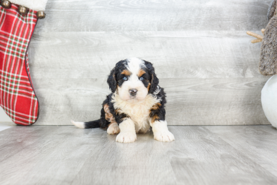 Smart Mini Bernedoodle Poodle Mix Pup