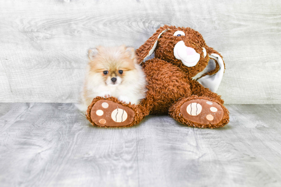 Friendly Pomeranian Purebred Pup