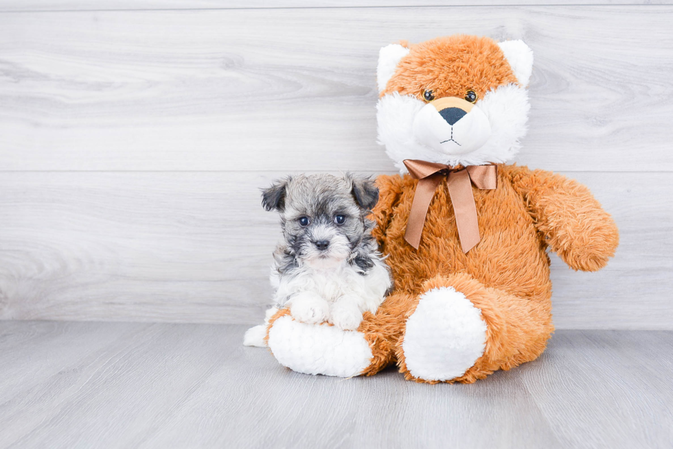 Best Havanese Baby