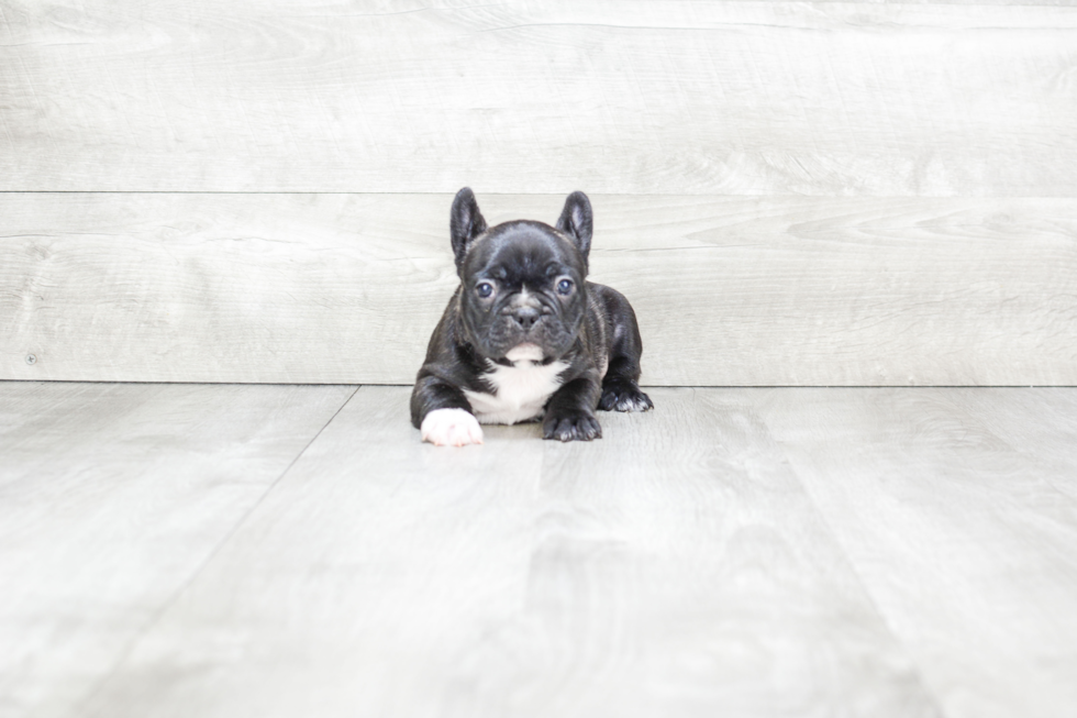 Little French Bulldog Baby