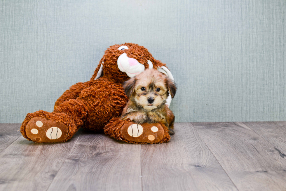 Morkie Pup Being Cute