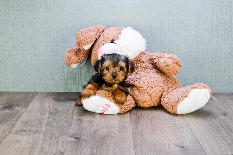 Meet Timmy - our Yorkshire Terrier Puppy Photo 