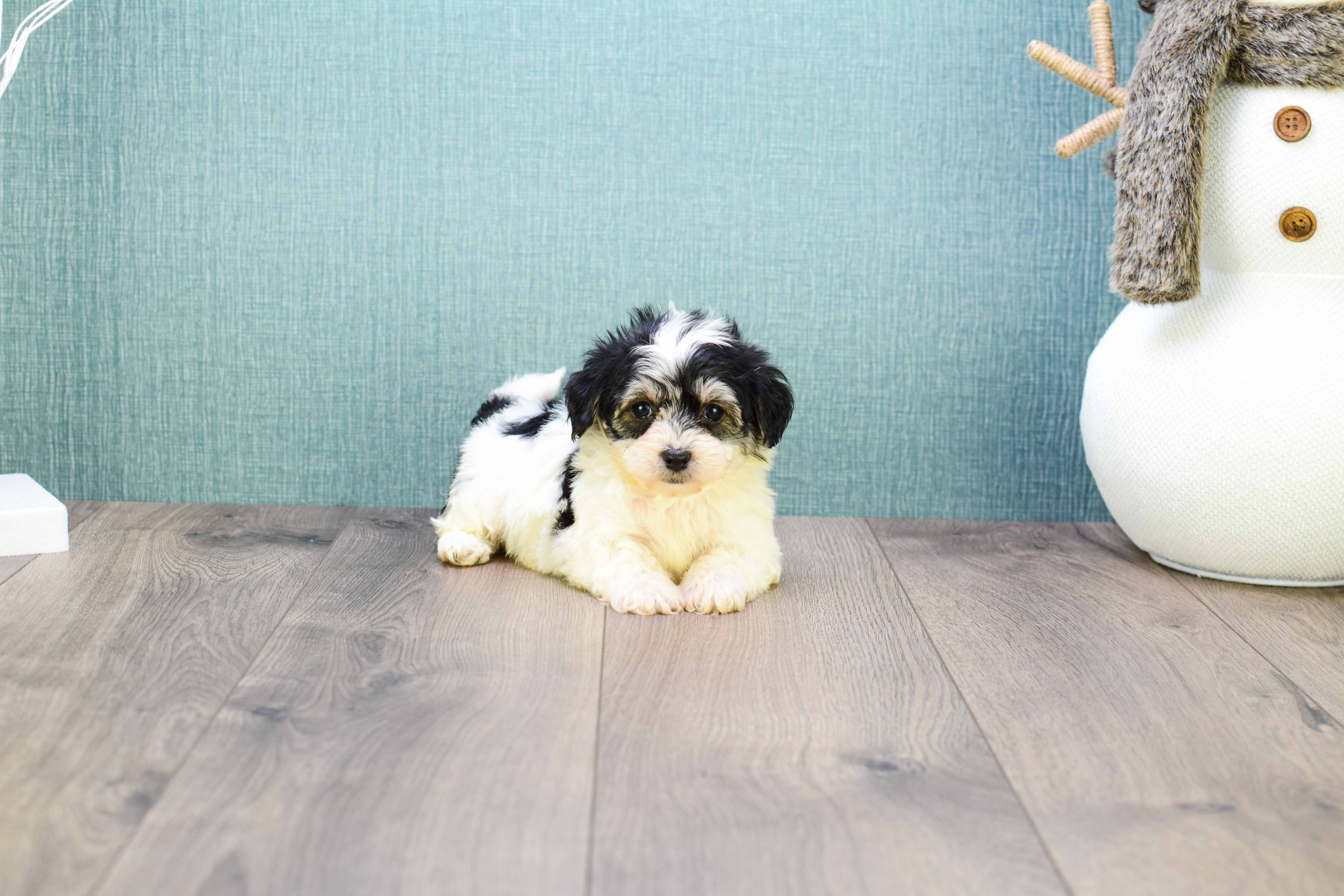 Morkie Pup Being Cute
