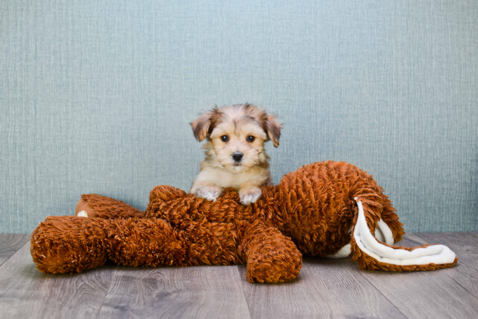 Sweet Morkie Baby