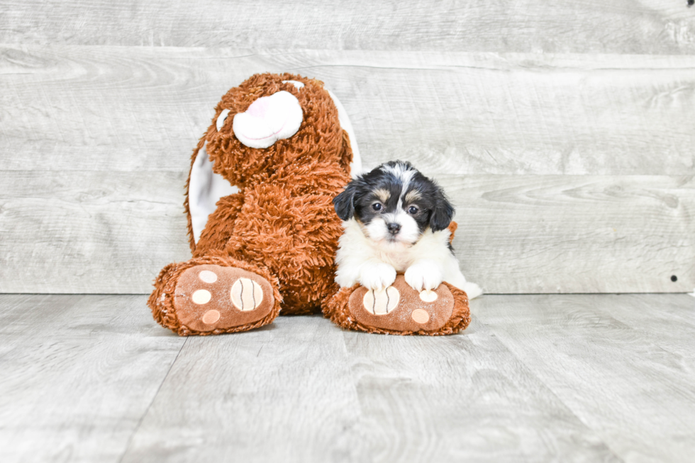 Happy Teddy Bear Baby