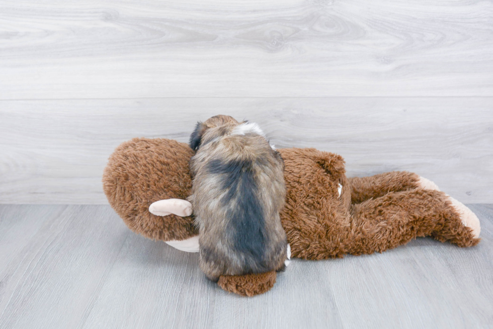 Happy Havanese Purebred Puppy