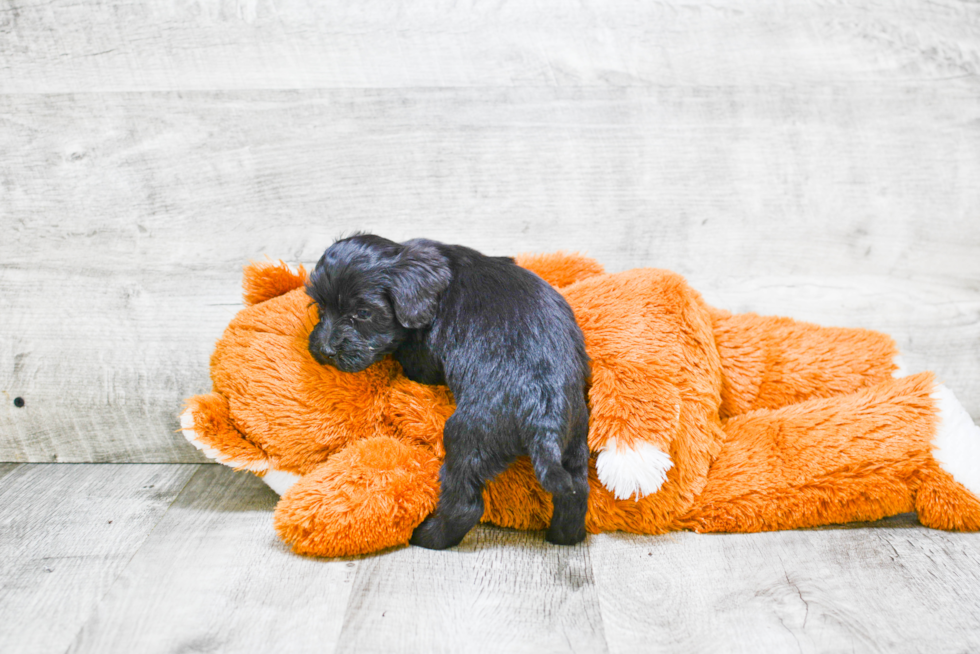 Best Mini Labradoodle Baby