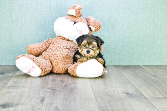 Little Yorkie Designer Puppy