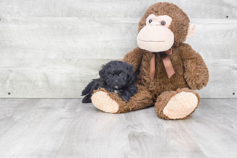 Teddy Bear Pup Being Cute