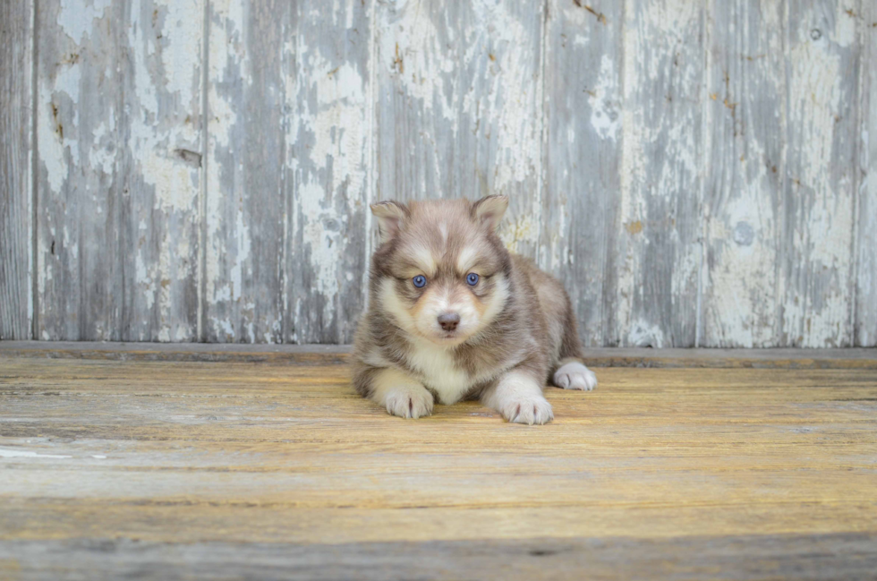 Playful Mini Husky Designer Puppy