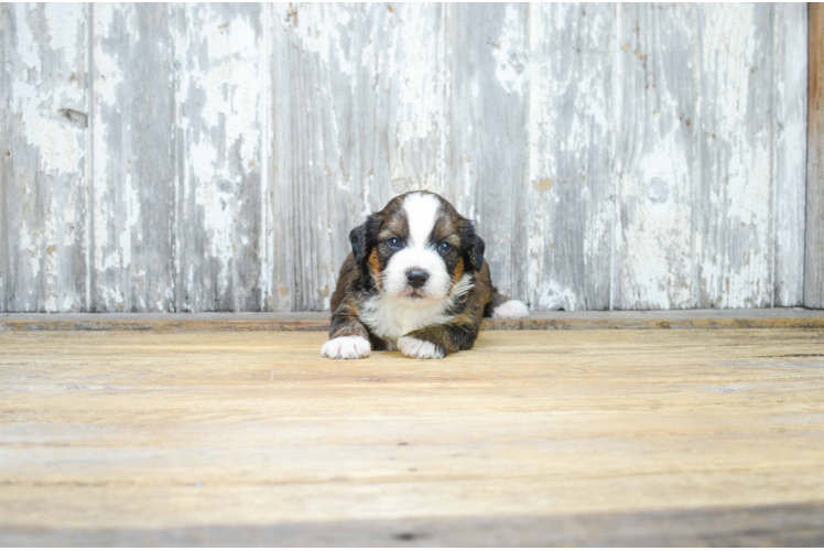 Best Mini Bernedoodle Baby