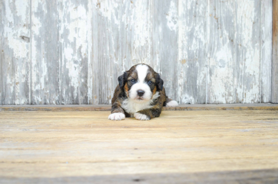 Best Mini Bernedoodle Baby