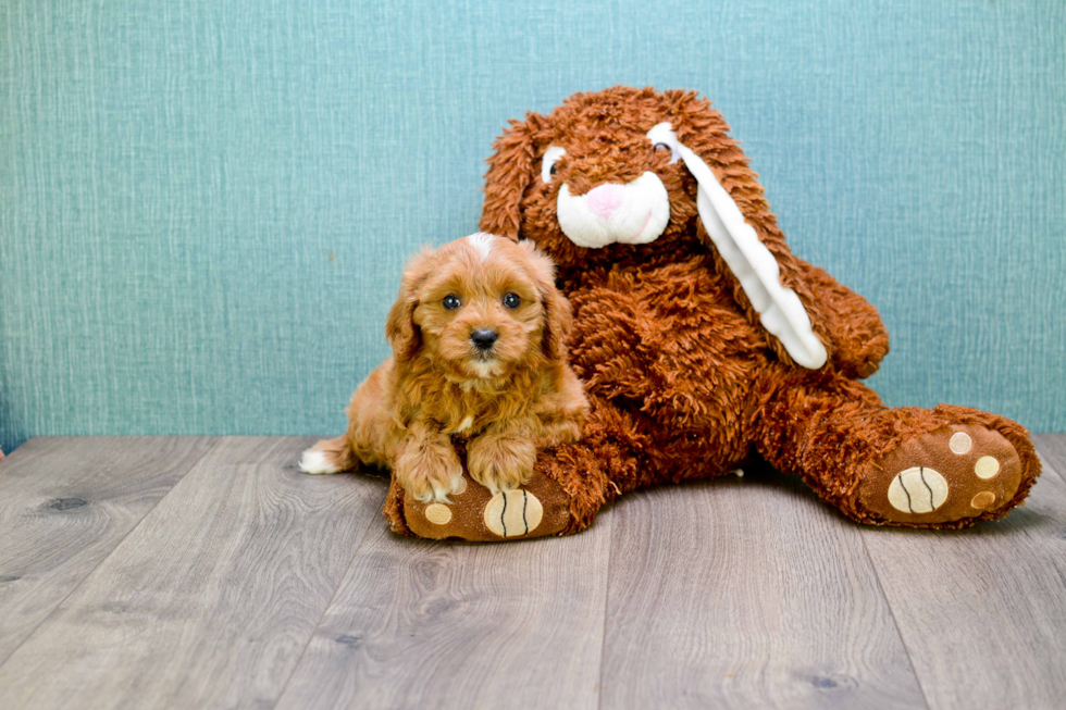 Energetic Cavoodle Poodle Mix Puppy