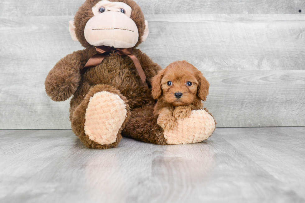 Cavapoo Puppy for Adoption