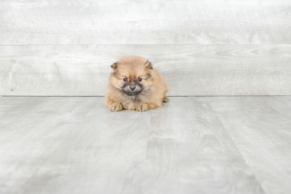 Akc Registered Pomeranian Baby