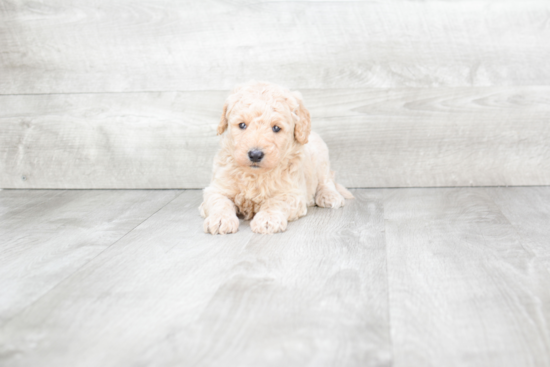 Mini Goldendoodle Pup Being Cute