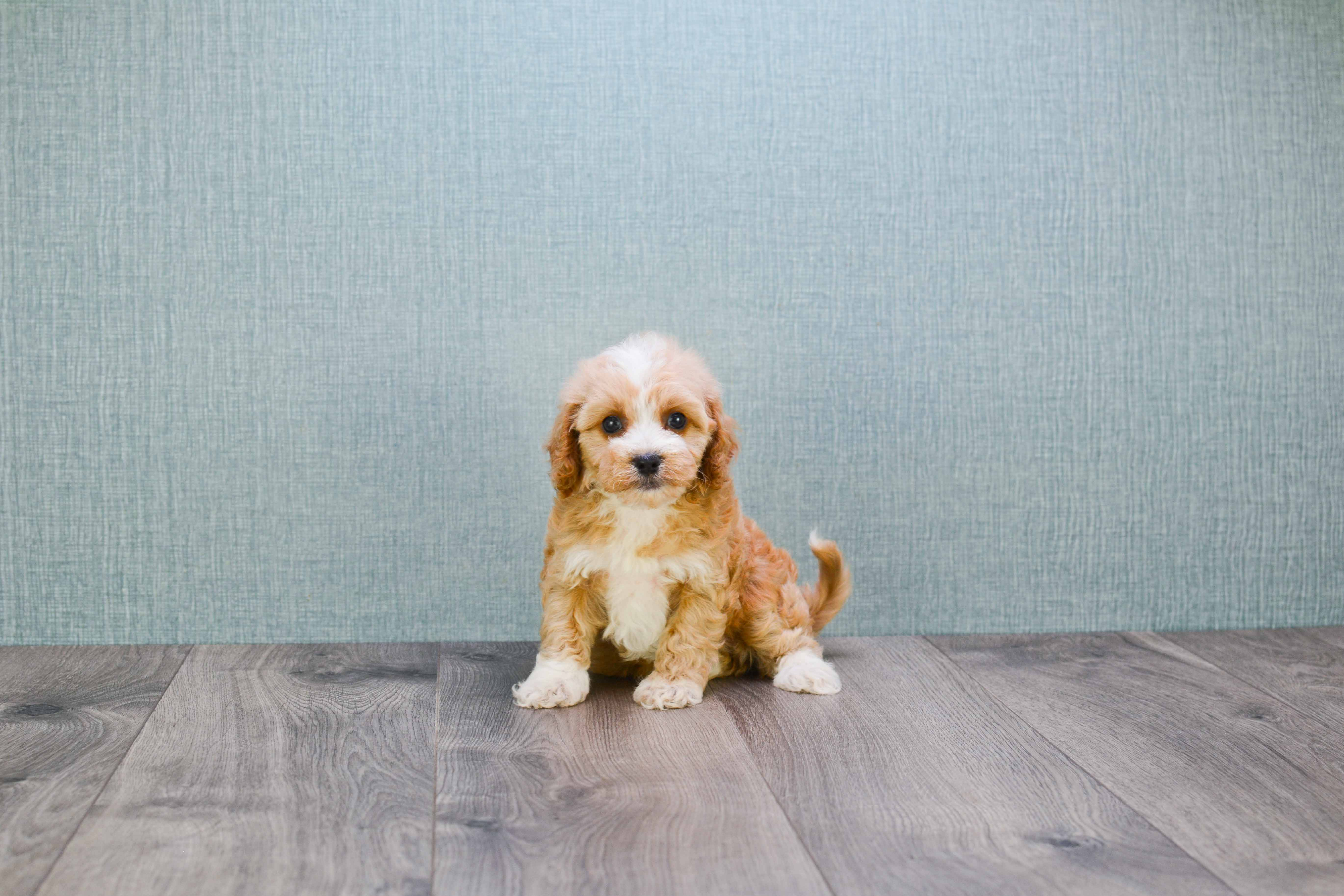 Best Cavapoo Baby