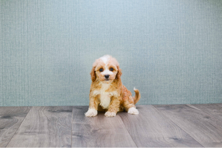 Best Cavapoo Baby