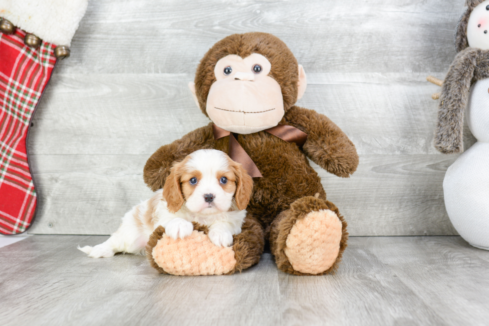 Cavalier King Charles Spaniel Puppy for Adoption