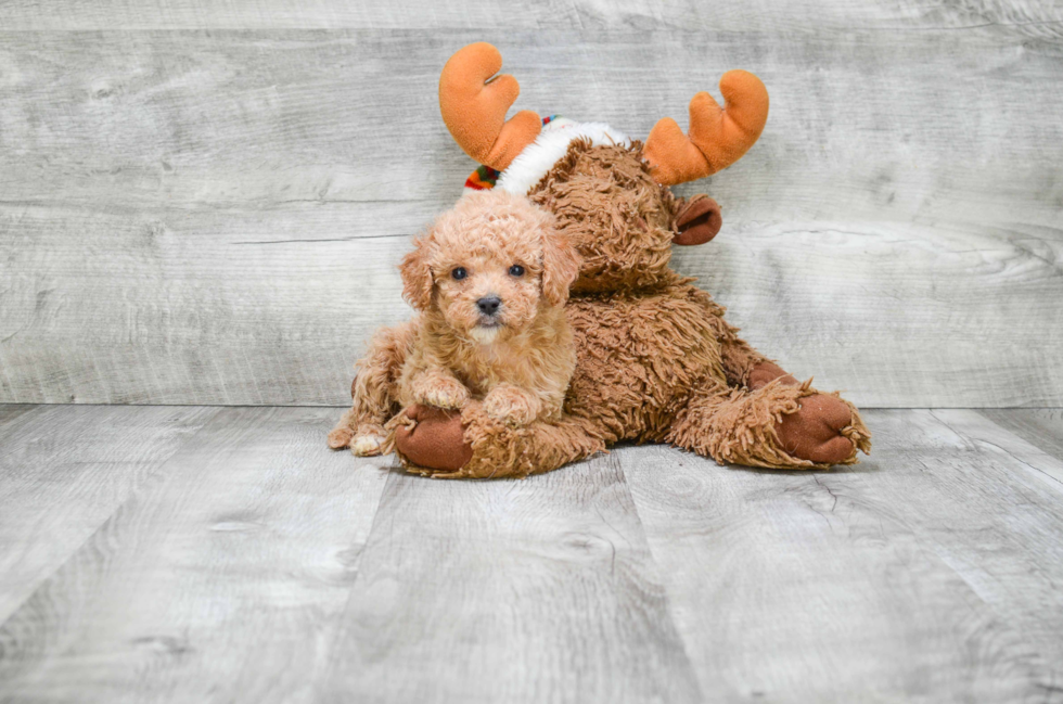 Playful Cavoodle Poodle Mix Puppy