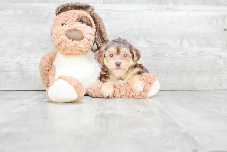 Best Morkie Baby
