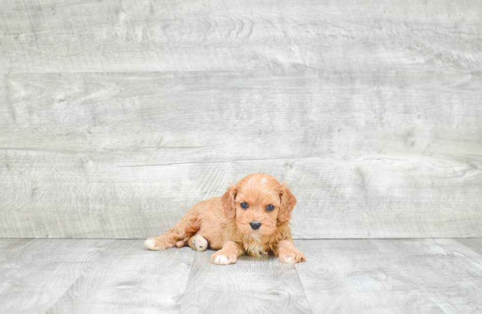 Sweet Cavapoo Baby