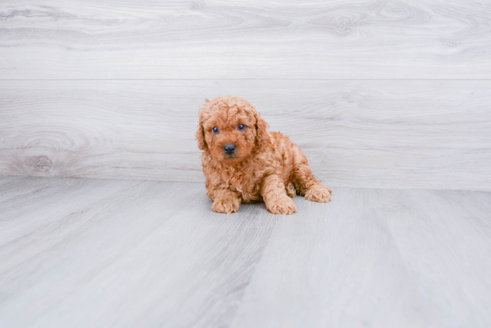 Mini Goldendoodle Puppy for Adoption