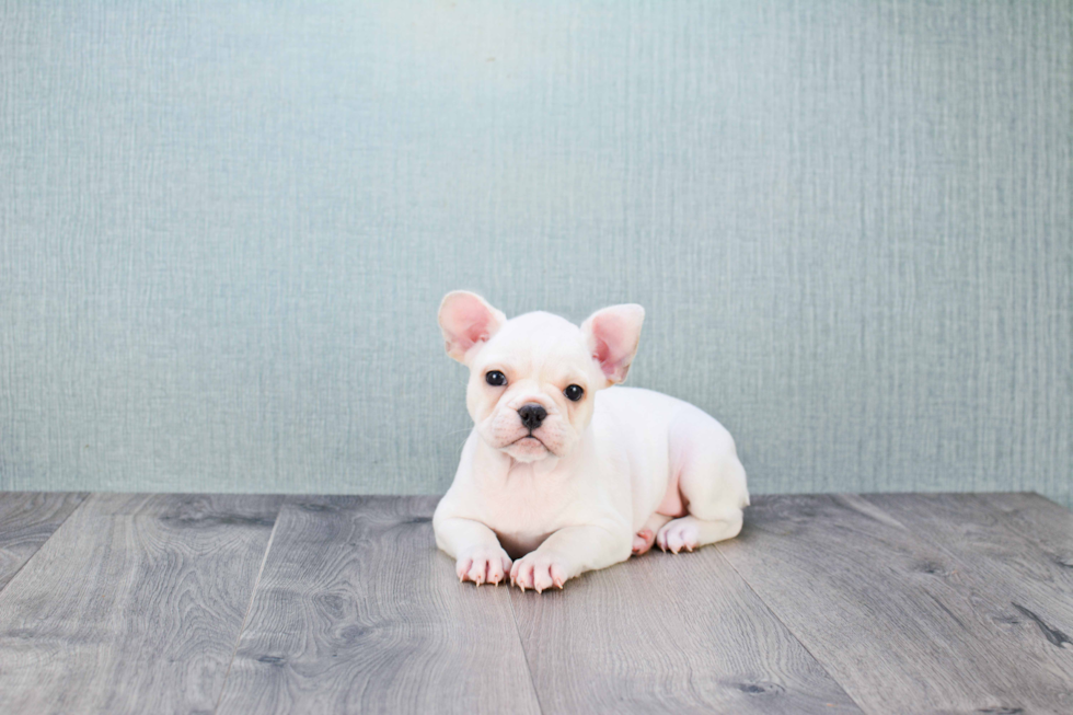 Popular French Bulldog Purebred Pup