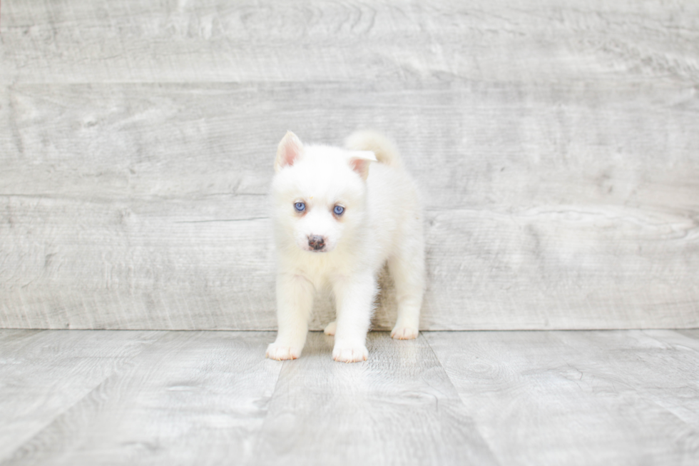 Pomsky Puppy for Adoption