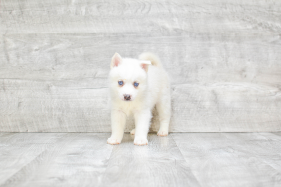 Pomsky Puppy for Adoption